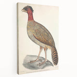 Vintage Animal Art - Black Headed Pheasant Illustration Print