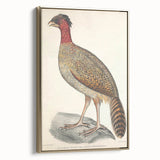 Vintage Animal Art - Black Headed Pheasant Illustration Print