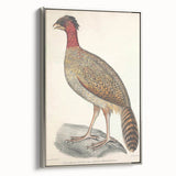Vintage Animal Art - Black Headed Pheasant Illustration Print