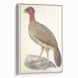Vintage Animal Art - Black Headed Pheasant Illustration Print
