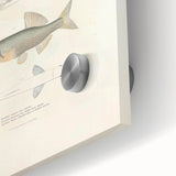 Vintage Animal Art - Fish Illustration Print