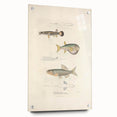 Vintage Animal Art - Fish Illustration Print