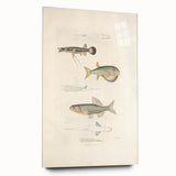 Vintage Animal Art - Fish Illustration Print