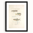 Vintage Animal Art - Fish Illustration Print