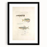 Vintage Animal Art - Fish Illustration Print