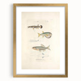 Vintage Animal Art - Fish Illustration Print