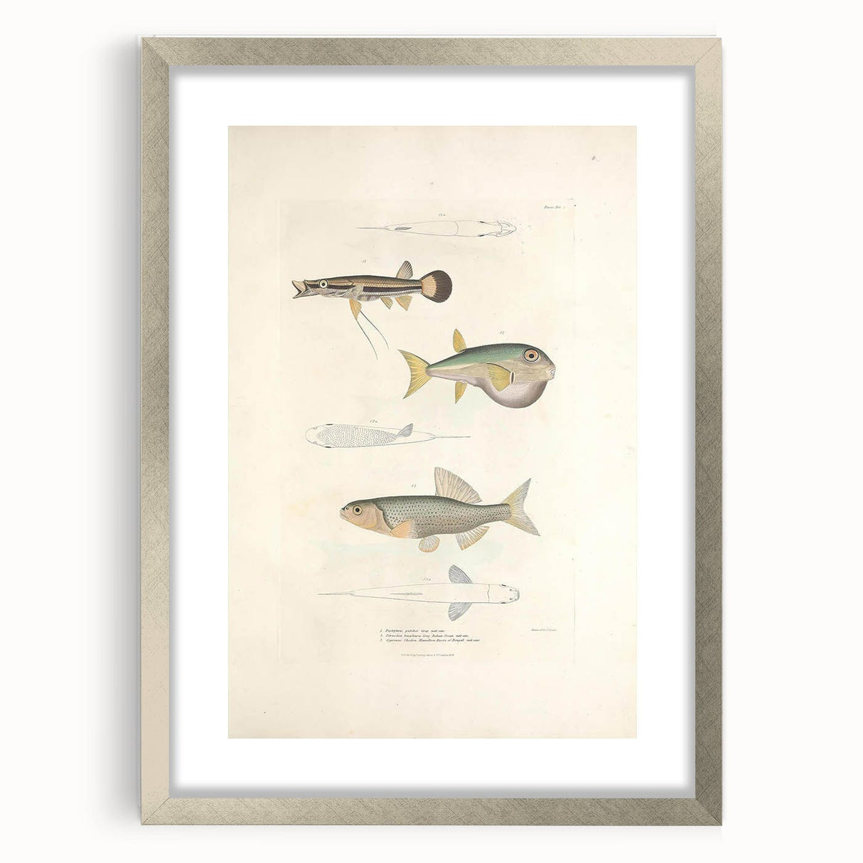 Vintage Animal Art - Fish Illustration Print