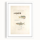 Vintage Animal Art - Fish Illustration Print