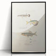 Vintage Animal Art - Fish Illustration Print