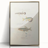 Vintage Animal Art - Fish Illustration Print