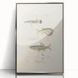 Vintage Animal Art - Fish Illustration Print