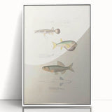 Vintage Animal Art - Fish Illustration Print