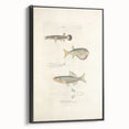 Vintage Animal Art - Fish Illustration Print