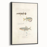Vintage Animal Art - Fish Illustration Print