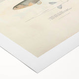 Vintage Animal Art - Fish Illustration Print