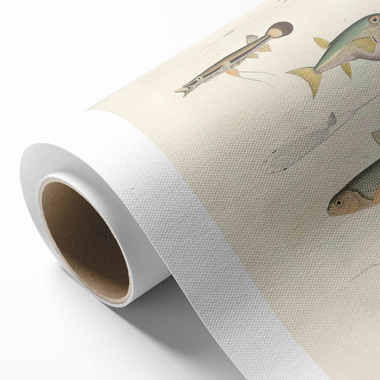 Vintage Animal Art - Fish Illustration Print