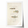 Vintage Animal Art - Fish Illustration Print