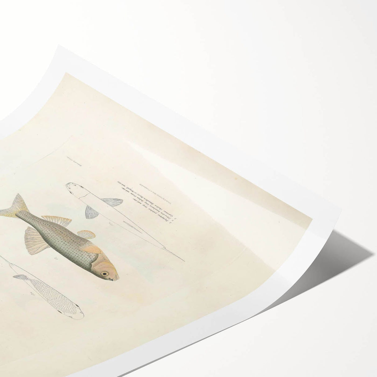 Vintage Animal Art - Fish Illustration Print