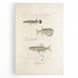 Vintage Animal Art - Fish Illustration Print