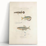 Vintage Animal Art - Fish Illustration Print