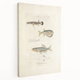 Vintage Animal Art - Fish Illustration Print