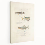 Vintage Animal Art - Fish Illustration Print