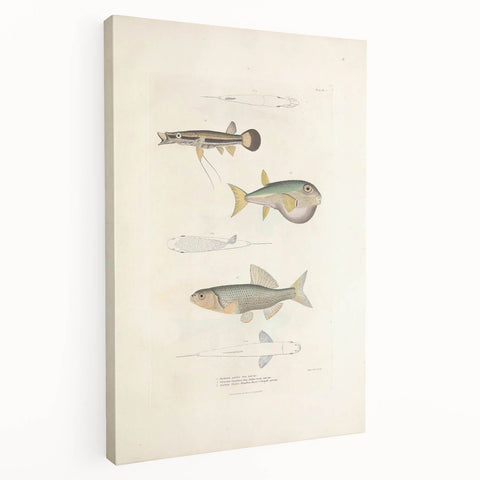 Vintage Animal Art - Fish Illustration Print