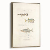 Vintage Animal Art - Fish Illustration Print