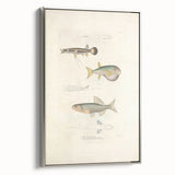 Vintage Animal Art - Fish Illustration Print