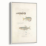Vintage Animal Art - Fish Illustration Print