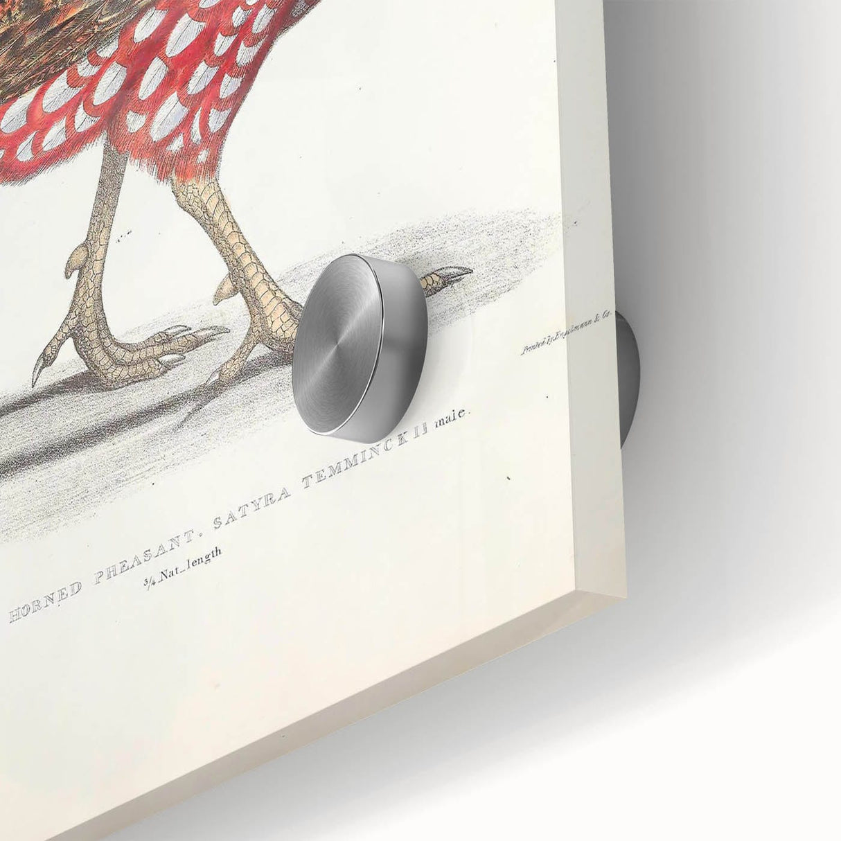 Vintage Animal Art - Chinese Horned Pheasant Illustration Print
