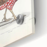 Vintage Animal Art - Chinese Horned Pheasant Illustration Print