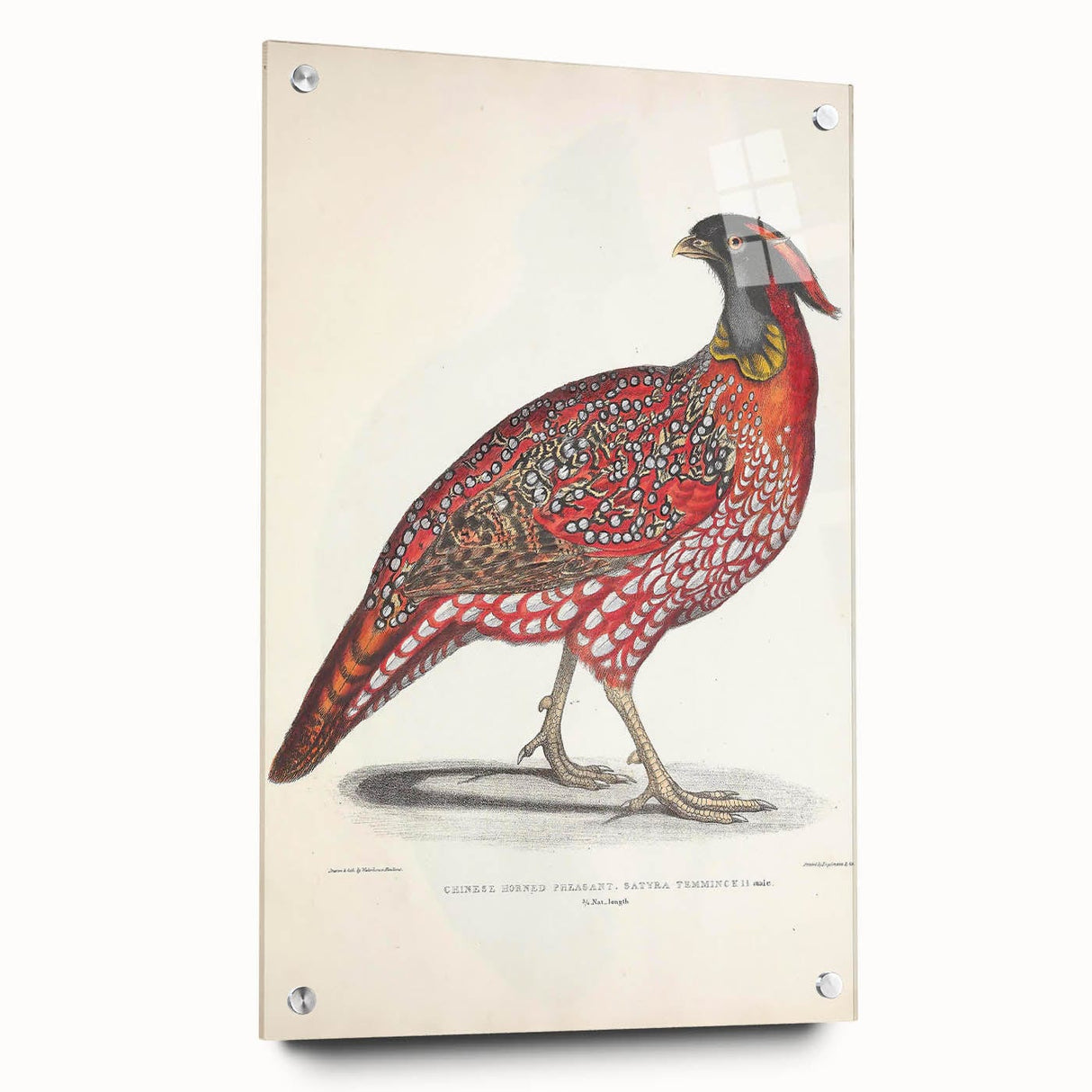 Vintage Animal Art - Chinese Horned Pheasant Illustration Print
