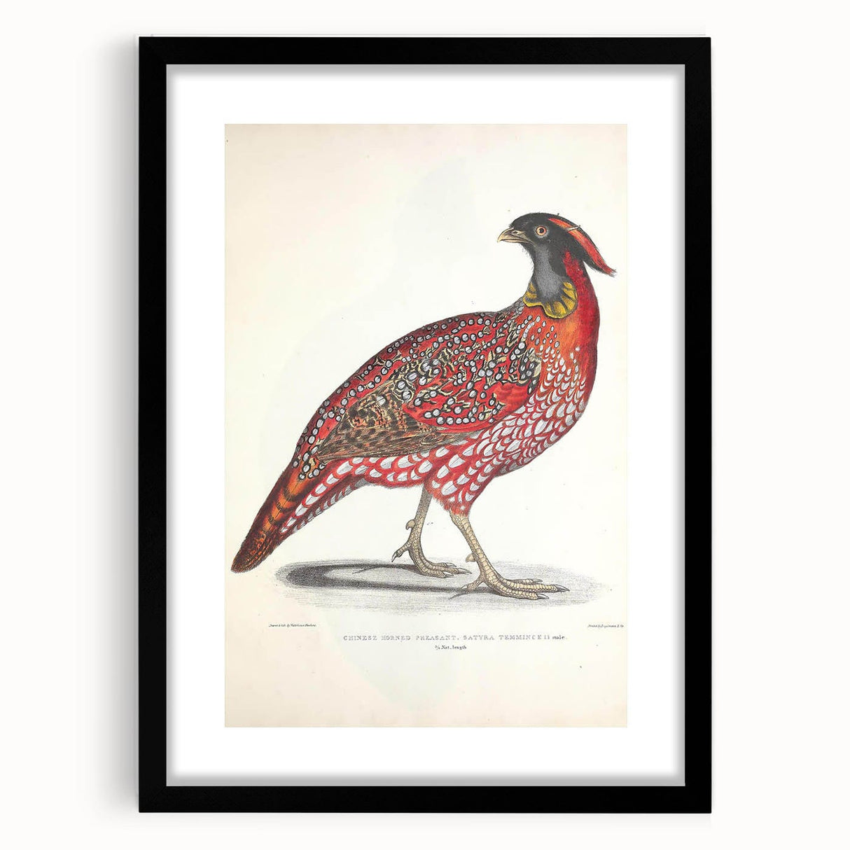 Vintage Animal Art - Chinese Horned Pheasant Illustration Print