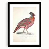 Vintage Animal Art - Chinese Horned Pheasant Illustration Print