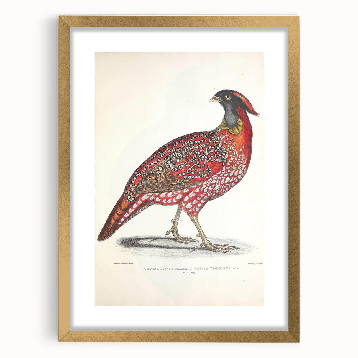 Vintage Animal Art - Chinese Horned Pheasant Illustration Print
