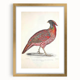 Vintage Animal Art - Chinese Horned Pheasant Illustration Print