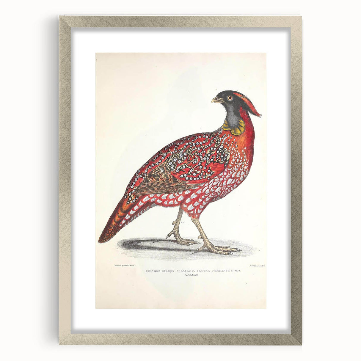 Vintage Animal Art - Chinese Horned Pheasant Illustration Print