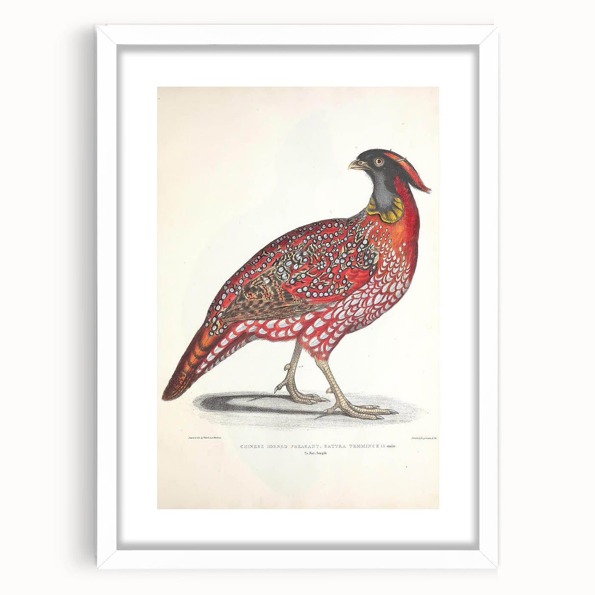 Vintage Animal Art - Chinese Horned Pheasant Illustration Print