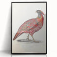 Vintage Animal Art - Chinese Horned Pheasant Illustration Print