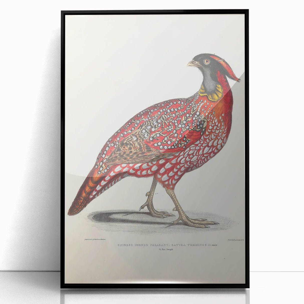 Vintage Animal Art - Chinese Horned Pheasant Illustration Print