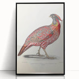Vintage Animal Art - Chinese Horned Pheasant Illustration Print