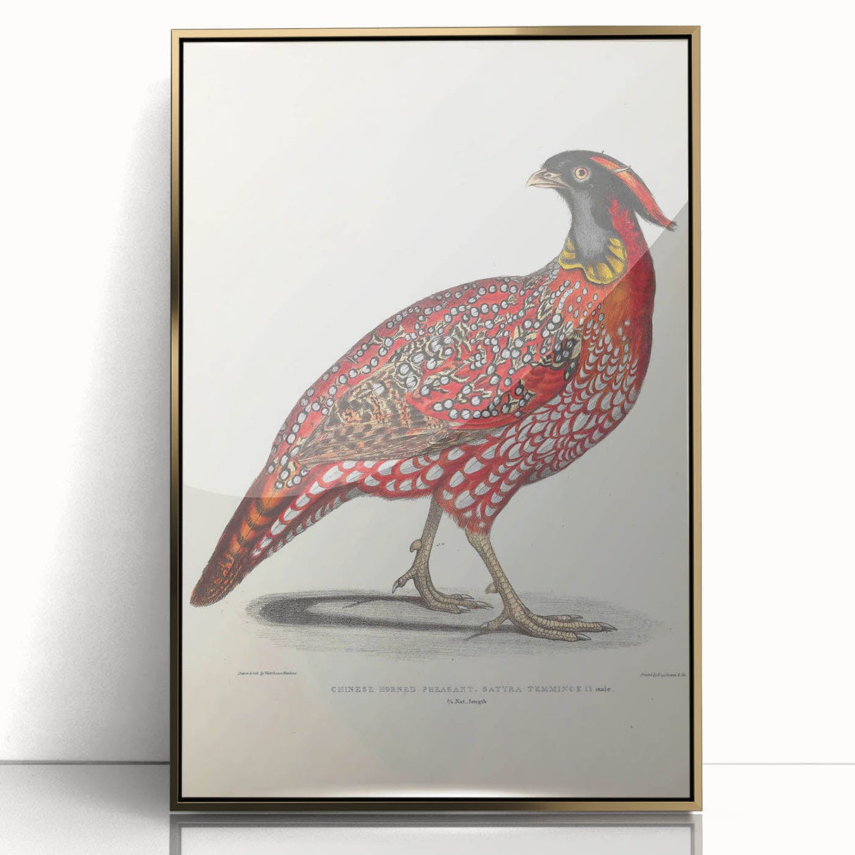 Vintage Animal Art - Chinese Horned Pheasant Illustration Print