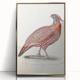 Vintage Animal Art - Chinese Horned Pheasant Illustration Print