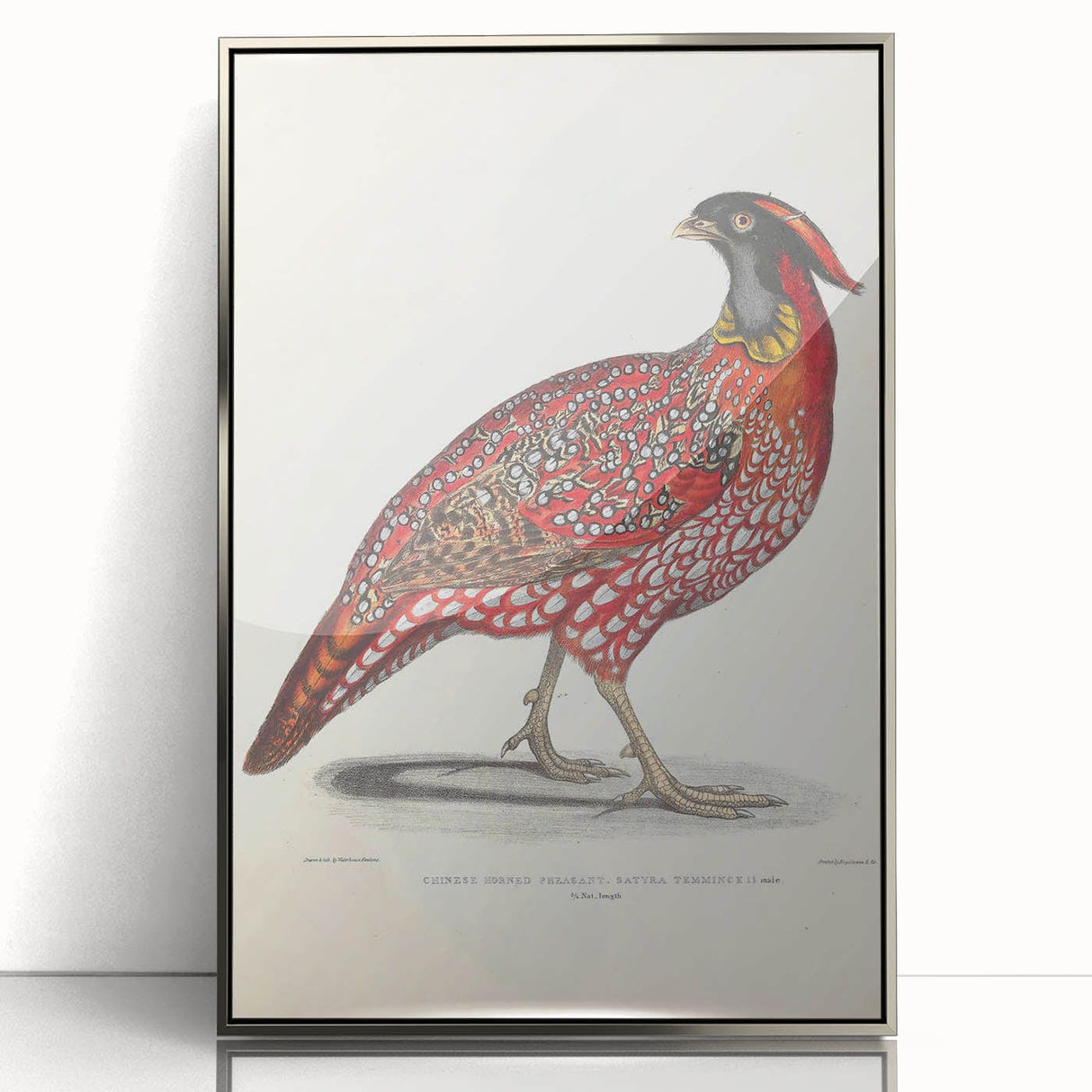 Vintage Animal Art - Chinese Horned Pheasant Illustration Print