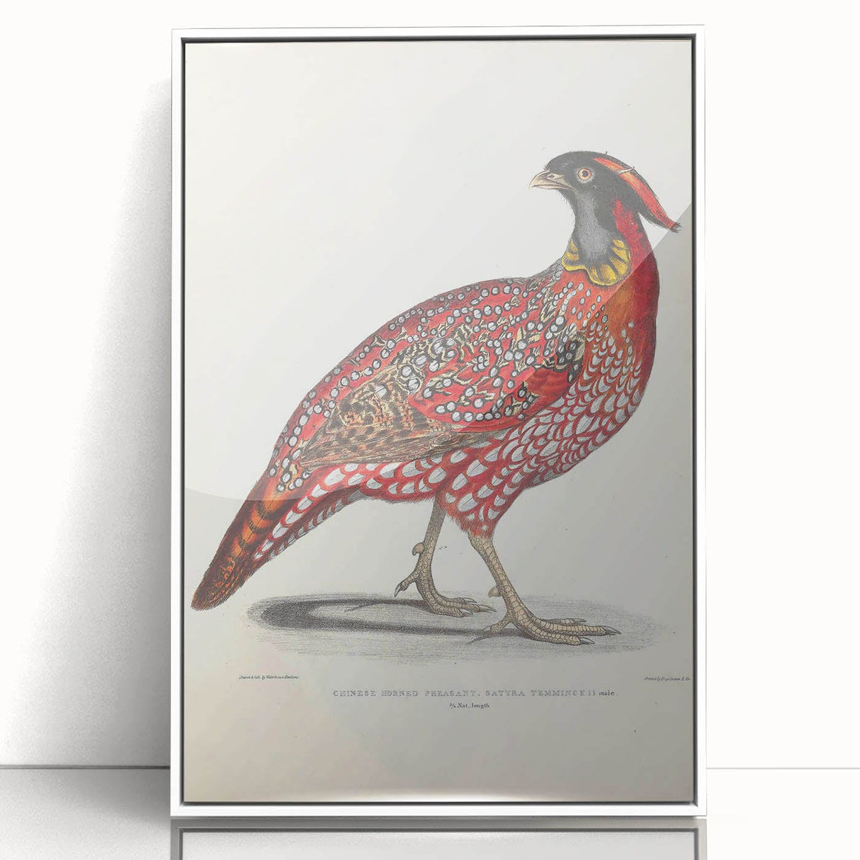 Vintage Animal Art - Chinese Horned Pheasant Illustration Print