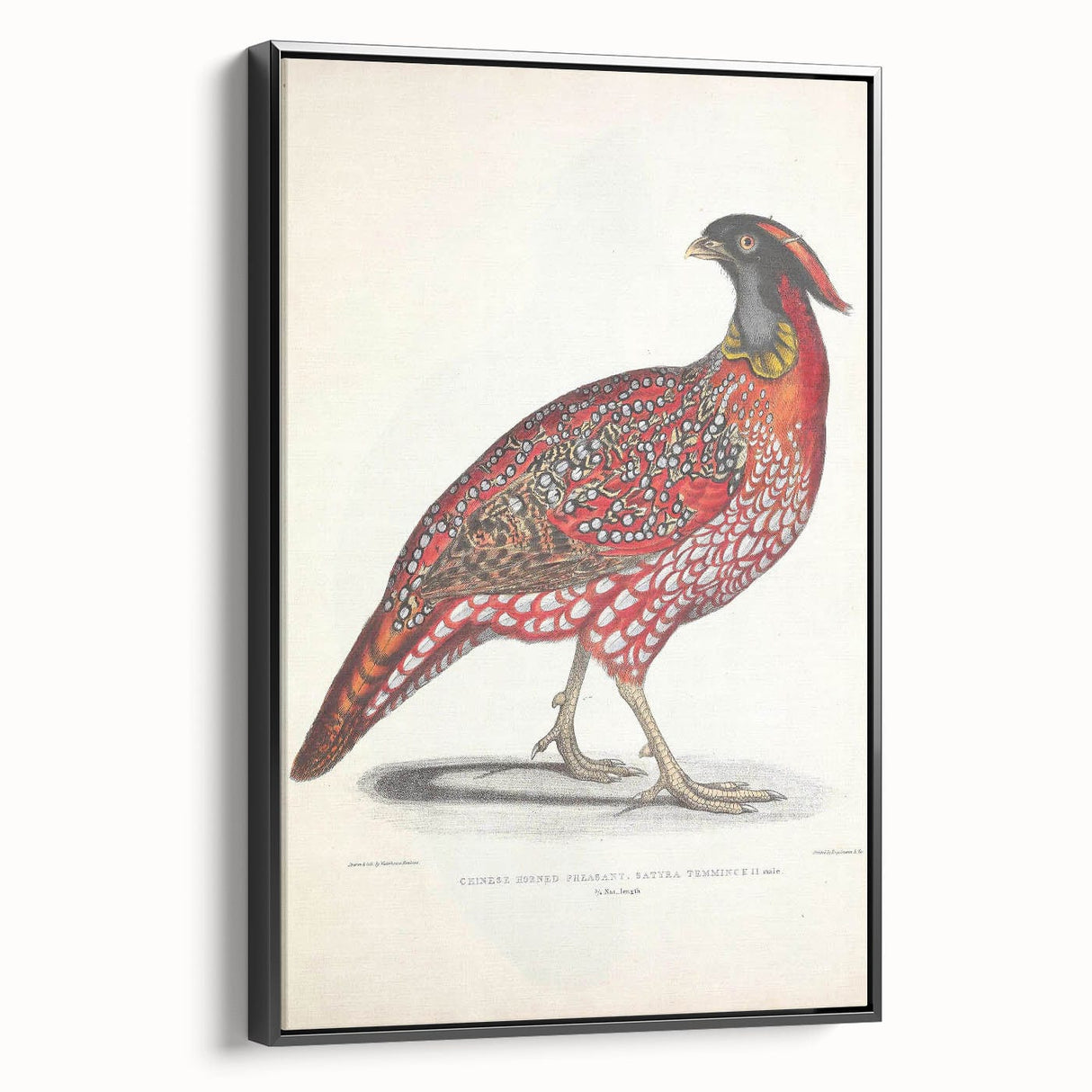 Vintage Animal Art - Chinese Horned Pheasant Illustration Print
