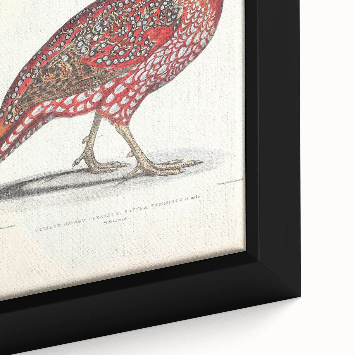 Vintage Animal Art - Chinese Horned Pheasant Illustration Print