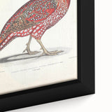 Vintage Animal Art - Chinese Horned Pheasant Illustration Print