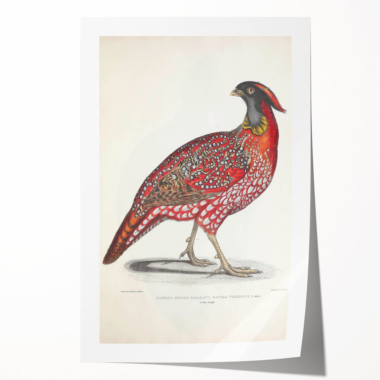 Vintage Animal Art - Chinese Horned Pheasant Illustration Print